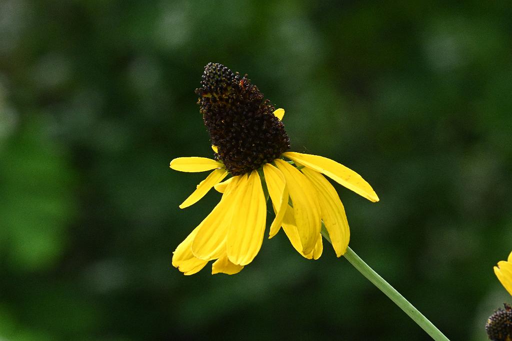 2025-07119547 Tower Hill Botanic Garden, MA.JPG - Giant Coneflower (Rudbeckia maxima). New England Botanic Garden at Tower Hill, MA, 7-11-2025